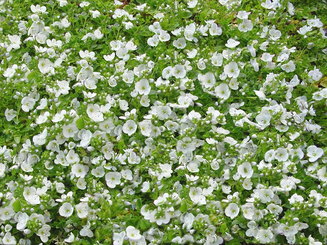 گل سیزاب Veronica persica,anaghalis arvensis مجموعه تولیدی سیدوس , تولید کننده گلدان پلاستیکی سیدوس واستند فلزی ست