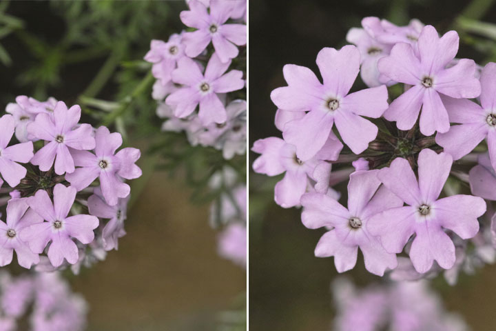 گل های آپارتمانی بنفش رنگPurple apartment flowers مجموعه تولیدی سیدوس ,تولید کننده گلدان پلاستیکی سیدوس ,بیش از 120نوع, اعم از گلدان استوانه ای پلاستیکی سیدوس,گلدان الماسی پلاستیکی سیدوس,گلدان مربعی پلاستیکی,گلدان مثلثی پلاستیکی,گلدان گرد پلاستیکی ,باکس مستطیلی,در اندازه های کاکتوسی تا درختچه ای