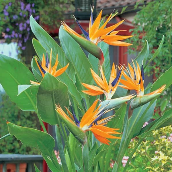 پرنده بهشتی یا استرلیتزیا (Strelitzia Reginae)مجموعه تولیدی سیدوس ,تولید کننده گلدان پلاستیکی سیدوس 