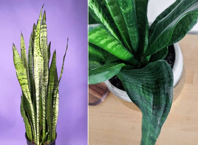 سانسوریا و8علت لوله شدن برگ آنSansevieria and 8 reasons why its leaves curl مجموعه تولیدی سیدوس ,تولید کننده گلدان پلاستیکی سیدوس ,بیش از 120نوع, اعم از گلدان استوانه ای پلاستیکی سیدوس,گلدان الماسی پلاستیکی سیدوس,گلدان مربعی پلاستیکی,گلدان مثلثی پلاستیکی,گلدان گرد پلاستیکی ,باکس مستطیلی,در اندازه های کاکتوسی تا درختچه ای