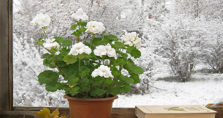 گیاهانی که باید در زمستان به داخل منزل منتقل گردد Plants that should be brought indoors in winter مجموعه تولیدی سیدوس ,تولید کننده گلدان پلاستیکی سیدوس ,بیش از 120نوع, اعم از گلدان استوانه ای پلاستیکی سیدوس,گلدان الماسی پلاستیکی سیدوس,گلدان مربعی پلاستیکی,گلدان مثلثی پلاستیکی,گلدان گرد پلاستیکی ,باکس مستطیلی,در اندازه های کاکتوسی تا درختچه ای