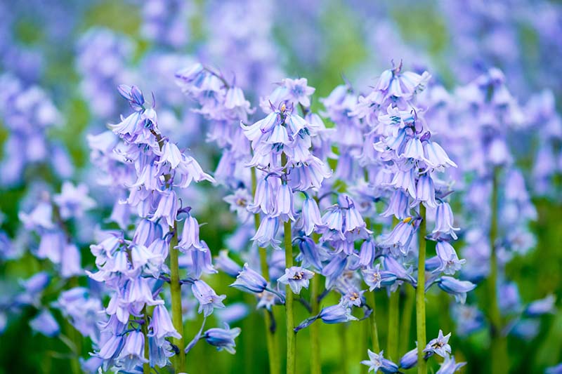 گیاه زنگوله آبی اسپانیایی یا گل هیاسینتوئید (Spanish Bluebell)نام علمی: (Hyacinthoides hispancia)