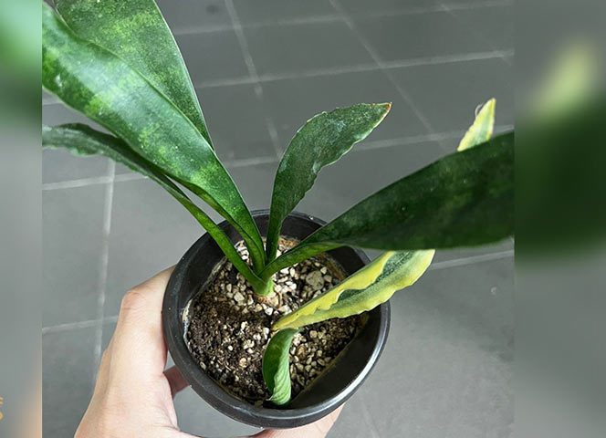 سانسوریا و8علت لوله شدن برگ آنSansevieria and 8 reasons why its leaves curl مجموعه تولیدی سیدوس ,تولید کننده گلدان پلاستیکی سیدوس ,بیش از 120نوع, اعم از گلدان استوانه ای پلاستیکی سیدوس,گلدان الماسی پلاستیکی سیدوس,گلدان مربعی پلاستیکی,گلدان مثلثی پلاستیکی,گلدان گرد پلاستیکی ,باکس مستطیلی,در اندازه های کاکتوسی تا درختچه ای