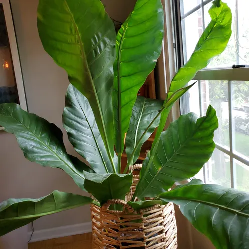 گیاهان آپارتمانی برگ پهن Broadleaf houseplants مجموعه تولیدی سیدوس ,تولید کننده گلدان پلاستیکی سیدوس ,بیش از 120نوع, اعم از گلدان استوانه ای پلاستیکی سیدوس,گلدان الماسی پلاستیکی سیدوس,گلدان مربعی پلاستیکی,گلدان مثلثی پلاستیکی,گلدان گرد پلاستیکی ,باکس مستطیلی,در اندازه های کاکتوسی تا درختچه ای