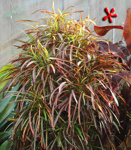 گیاه آپارتمانی کروتن پرتقالیOrange Croton Houseplant
مجموعه تولیدی سیدوس ,تولید کننده گلدان پلاستیکی سیدوس ,بیش از 120نوع, اعم از گلدان استوانه ای پلاستیکی سیدوس,گلدان الماسی پلاستیکی سیدوس,گلدان مربعی پلاستیکی,گلدان مثلثی پلاستیکی,گلدان گرد پلاستیکی ,باکس مستطیلی,در اندازه های کاکتوسی تا درختچه ای