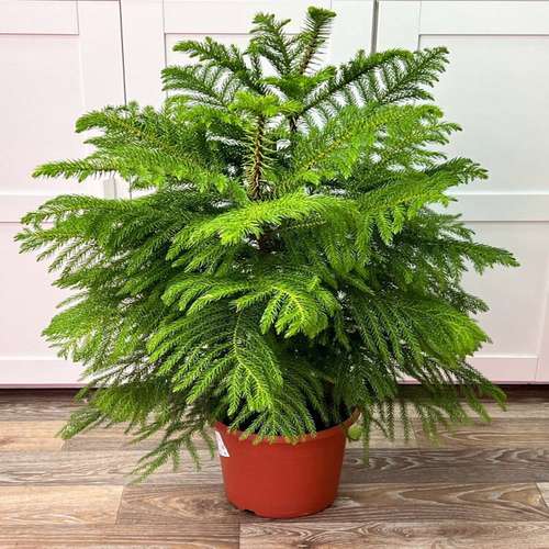 گیاهان آپارتمانی که باید با احتیاط جابجا کرد Houseplants that should be moved with care مجموعه تولیدی سیدوس ,تولید کننده گلدان پلاستیکی سیدوس ,بیش از 120نوع, اعم از گلدان استوانه ای پلاستیکی سیدوس,گلدان الماسی پلاستیکی سیدوس,گلدان مربعی پلاستیکی,گلدان مثلثی پلاستیکی,گلدان گرد پلاستیکی ,باکس مستطیلی,در اندازه های کاکتوسی تا درختچه ای