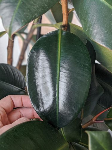 برگ گیاهان آپارتمانی را با شیر براق کنیم.Shine the leaves of houseplants with milk.
مجموعه تولیدی سیدوس ,تولید کننده گلدان پلاستیکی سیدوس ,بیش از 120نوع, اعم از گلدان استوانه ای پلاستیکی سیدوس,گلدان الماسی پلاستیکی سیدوس,گلدان مربعی پلاستیکی,گلدان مثلثی پلاستیکی,گلدان گرد پلاستیکی ,باکس مستطیلی,در اندازه های کاکتوسی تا درختچه ای