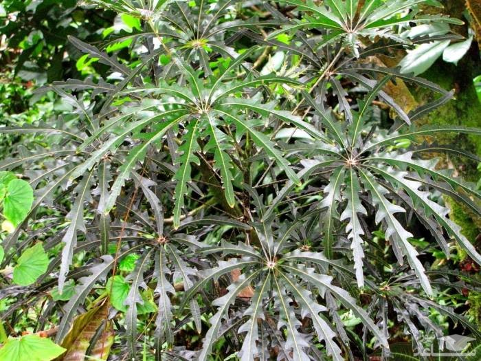 گیاه آرالیا از خانواده Araliaceae که گیاهانی مانند شفلرا (درخت چتر)، فاتزیا، هدرا و سایر گیاهان را نیز شامل می‌شود، است.مجموعه تولیدی سیدوس ,تولید کننده گلدان پلاستیکی سیدوس ,بیش از 120نوع, اعم از گلدان استوانه ای پلاستیکی سیدوس,گلدان الماسی پلاستیکی سیدوس,گلدان مربعی پلاستیکی,گلدان مثلثی پلاستیکی,گلدان گرد پلاستیکی ,باکس مستطیلی,در اندازه های کاکتوسی تا درختچه ای