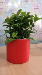 Plastic pot گلدان پلاستیکی گلدان پلاستیکی و20گل مناسب آن