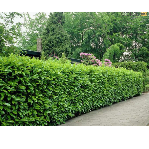 گیاهان بلند قامت مناسب حفظ حریم خصوصی Tall plants for privacy
مجموعه تولیدی سیدوس ,تولید کننده گلدان پلاستیکی سیدوس ,بیش از 120نوع, اعم از گلدان استوانه ای پلاستیکی سیدوس,گلدان الماسی پلاستیکی سیدوس,گلدان مربعی پلاستیکی,گلدان مثلثی پلاستیکی,گلدان گرد پلاستیکی ,باکس مستطیلی,در اندازه های کاکتوسی تا درختچه ای.شمشاد