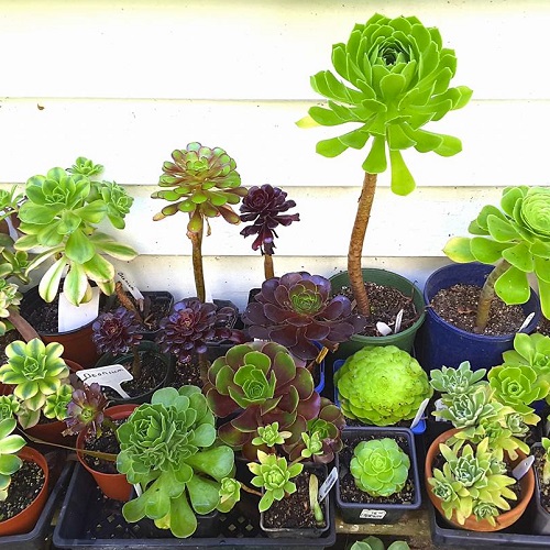 ساکولنت های مشهورFamous succulents
مجموعه تولیدی سیدوس ,تولید کننده گلدان پلاستیکی سیدوس ,بیش از 120نوع, اعم از گلدان استوانه ای پلاستیکی سیدوس,گلدان الماسی پلاستیکی سیدوس,گلدان مربعی پلاستیکی,گلدان مثلثی پلاستیکی,گلدان گرد پلاستیکی ,باکس مستطیلی,در اندازه های کاکتوسی تا درختچه ای