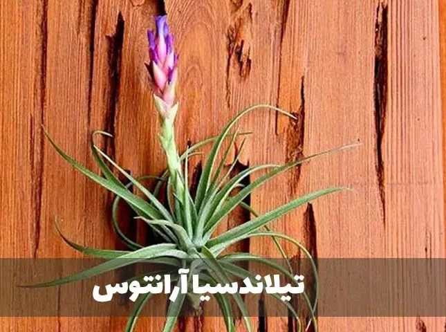 گیاه تیلاندسیا؛ گیاهی همیشه سبز و گل‌دارTillandsia گیاه گل‌دار، همیشه‌سبز و چند‌ساله از خانواده Bromeliaceae یعنی آناناسیان است. مجموعه تولیدی سیدوس تولید کننده گلدان پلاستیکی سیدوس