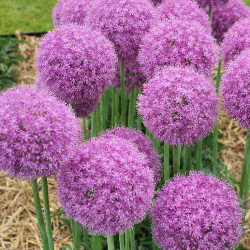 سیر و معجزه اش برای گیاهان آپارتمانیGarlic and its miracle for houseplants
مجموعه تولیدی سیدوس ,تولید کننده گلدان پلاستیکی سیدوس ,بیش از 120نوع, اعم از گلدان استوانه ای پلاستیکی سیدوس,گلدان الماسی پلاستیکی سیدوس,گلدان مربعی پلاستیکی,گلدان مثلثی پلاستیکی,گلدان گرد پلاستیکی ,باکس مستطیلی,در اندازه های کاکتوسی تا درختچه ای