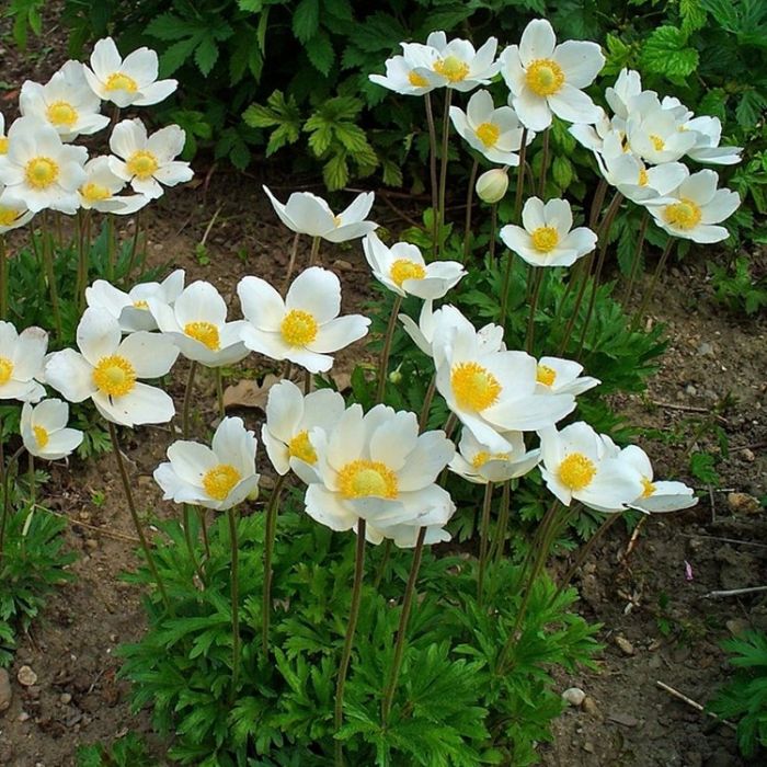 گیاه قطره برفی / گل برف/ گل شقایق سیلوستریس (Snowdrop Windflower)نام علمی: (Anemone sylvestris)