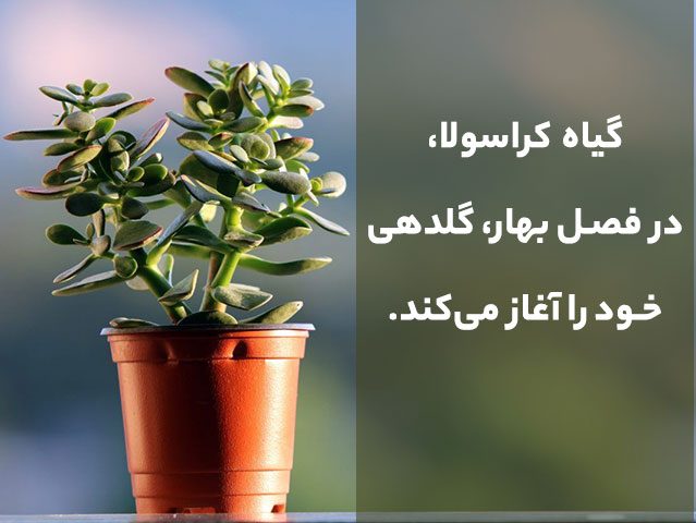 گل کراسولانام علمی Crassula arborescens خانواده Crassulaceae مجموعه تولیدی سیدوس ,تولید کننده گلدان پلاستیکی سیدوس