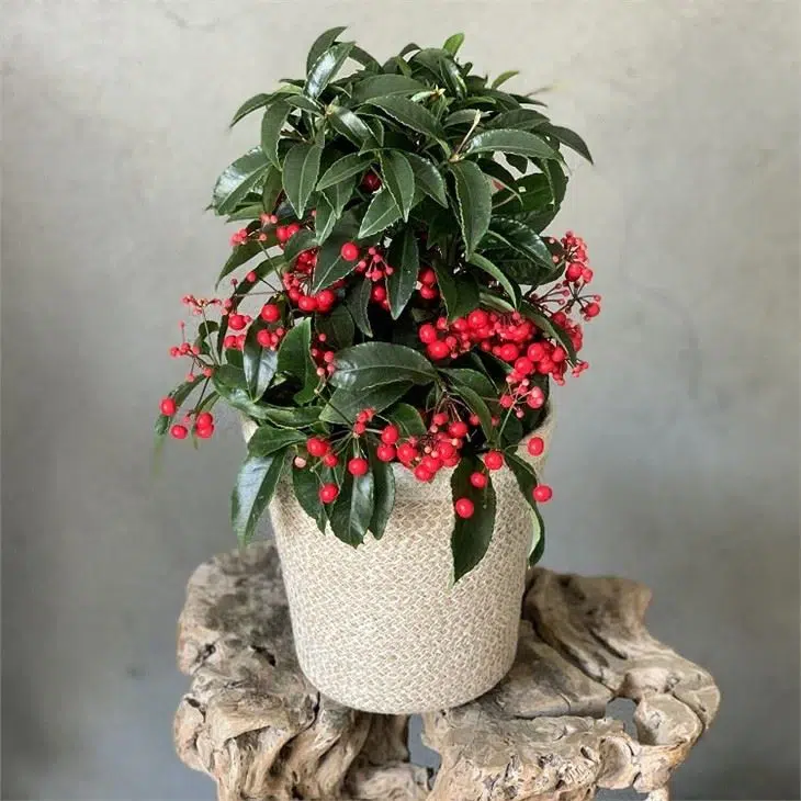 گیاه آردیسیا (Ardisia) مجموعه تولیدی سیدوس ,تولید کننده گلدان پلاستیکی سیدوس ,بیش از 120نوع, اعم از گلدان استوانه ای پلاستیکی سیدوس,گلدان الماسی پلاستیکی سیدوس,گلدان مربعی پلاستیکی,گلدان مثلثی پلاستیکی,گلدان گرد پلاستیکی ,باکس مستطیلی,در اندازه های کاکتوسی تا درختچه ای