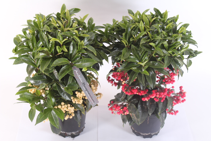 گیاه آردیسیا (Ardisia) مجموعه تولیدی سیدوس ,تولید کننده گلدان پلاستیکی سیدوس ,بیش از 120نوع, اعم از گلدان استوانه ای پلاستیکی سیدوس,گلدان الماسی پلاستیکی سیدوس,گلدان مربعی پلاستیکی,گلدان مثلثی پلاستیکی,گلدان گرد پلاستیکی ,باکس مستطیلی,در اندازه های کاکتوسی تا درختچه ای