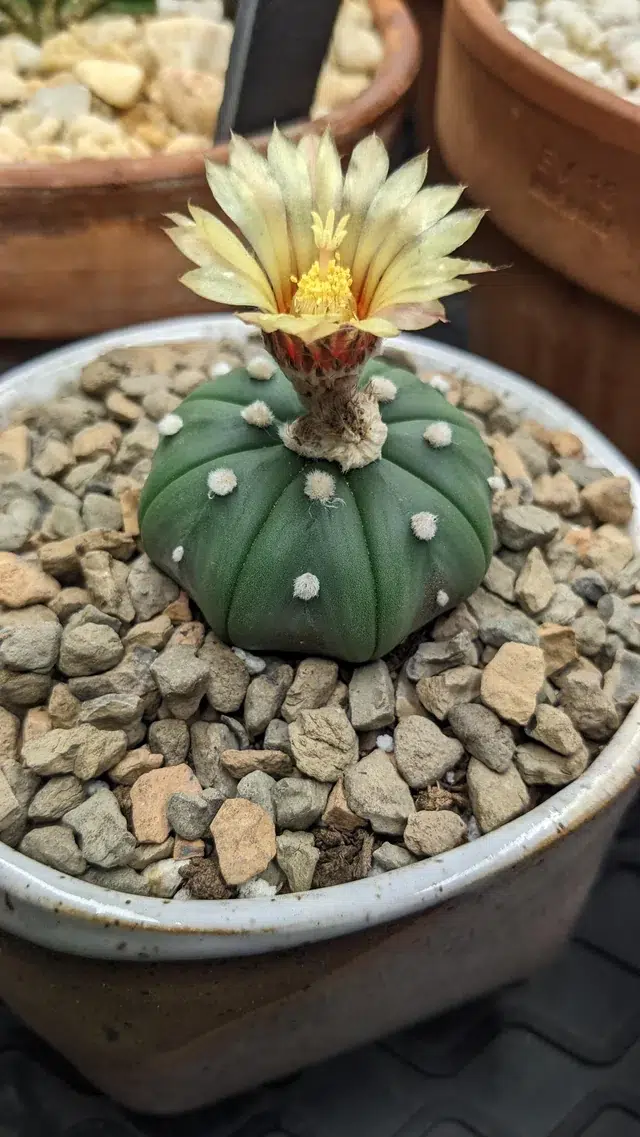 کاکتوس برگ دار Cactus with leaves (19 types) مجموعه تولیدی سیدوس تولید کننده گلدان پلاستیکی سیدوس