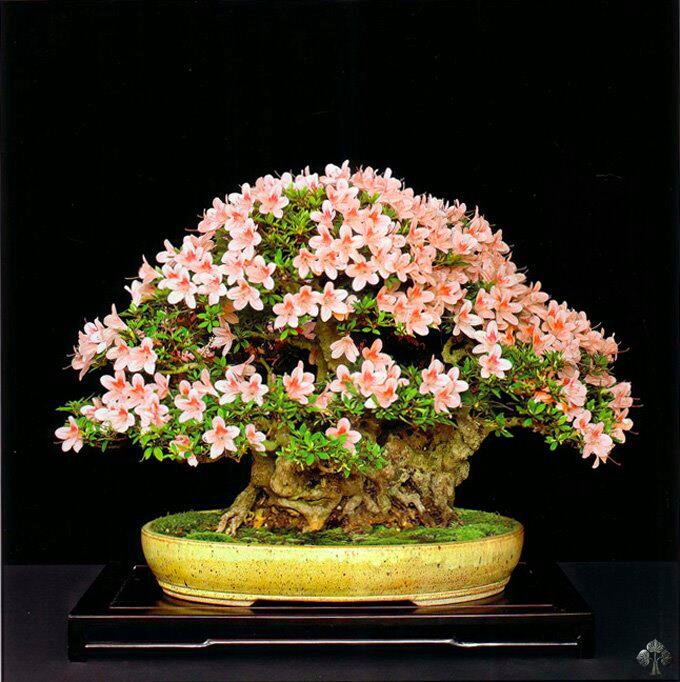 بونسای های عجیب و گرانبها در دنیاStrange and precious bonsai in the world
مجموعه تولیدی سیدوس ,تولید کننده گلدان پلاستیکی سیدوس ,بیش از 120نوع, اعم از گلدان استوانه ای پلاستیکی سیدوس,گلدان الماسی پلاستیکی سیدوس,گلدان مربعی پلاستیکی,گلدان مثلثی پلاستیکی,گلدان گرد پلاستیکی ,باکس مستطیلی,در اندازه های کاکتوسی تا درختچه ای