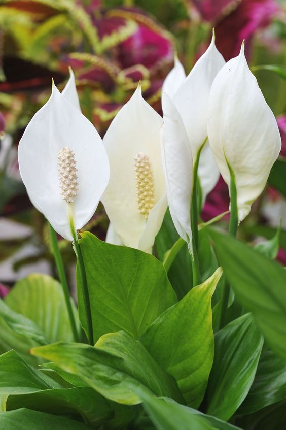 اسپاتی فیومنام علمی: Spathiphyllum
رده‌‌بندی بالاتر: گل‌شیپوریان
گلدان پلاستیکی  Plastic pot,  plastic vase مجموعه تولیدی سیدوس ,تولید کننده گلدان پلاستیکی سیدوس ,بیش از 120نوع, اعم از گلدان استوانه ای پلاستیکی سیدوس,گلدان الماسی پلاستیکی سیدوس,گلدان مربعی پلاستیکی,گلدان مثلثی پلاستیکی,گلدان گرد پلاستیکی ,باکس مستطیلی,در اندازه های کاکتوسی تا درختچه ای