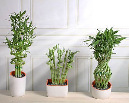 گیاه بامبو وطریقه پیچ دادن آنBamboo plant and how to twist it
مجموعه تولیدی سیدوس ,تولید کننده گلدان پلاستیکی سیدوس ,بیش از 120نوع, اعم از گلدان استوانه ای پلاستیکی سیدوس,گلدان الماسی پلاستیکی سیدوس,گلدان مربعی پلاستیکی,گلدان مثلثی پلاستیکی,گلدان گرد پلاستیکی ,باکس مستطیلی,در اندازه های کاکتوسی تا درختچه ای