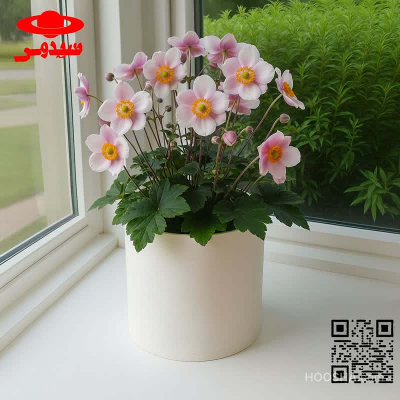 گل آنمون در گلدان پلاستیکی سیدوس Anemone flower in a plastic pot Sidoos گلدان پلاستیکی Plastic pot, plastic vase مجموعه تولیدی سیدوس ,تولید کننده گلدان پلاستیکی سیدوس ,بیش از 120نوع, اعم از گلدان استوانه ای پلاستیکی سیدوس,گلدان الماسی پلاستیکی سیدوس,گلدان مربعی پلاستیکی,گلدان مثلثی پلاستیکی,گلدان گرد پلاستیکی ,باکس مستطیلی,در اندازه های کاکتوسی تا درختچه ای