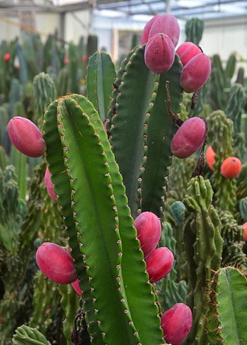 کاکتوس های میوه دارFruit-bearing cacti
 مجموعه تولیدی سیدوس ,تولید کننده گلدان پلاستیکی سیدوس ,بیش از 120نوع, اعم از گلدان استوانه ای پلاستیکی سیدوس,گلدان الماسی پلاستیکی سیدوس,گلدان مربعی پلاستیکی,گلدان مثلثی پلاستیکی,گلدان گرد پلاستیکی ,باکس مستطیلی,در اندازه های کاکتوسی تا درختچه ای
