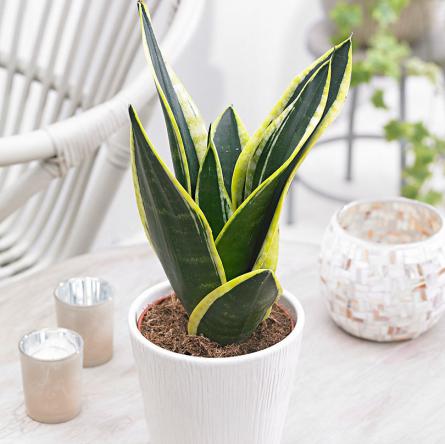 سانسوریا پا کوتاهShort-legged Sansevieria
مجموعه تولیدی سیدوس ,تولید کننده گلدان پلاستیکی سیدوس ,بیش از 120نوع, اعم از گلدان استوانه ای پلاستیکی سیدوس,گلدان الماسی پلاستیکی سیدوس,گلدان مربعی پلاستیکی,گلدان مثلثی پلاستیکی,گلدان گرد پلاستیکی ,باکس مستطیلی,در اندازه های کاکتوسی تا درختچه ای