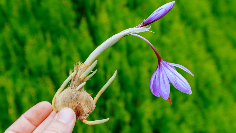 گل زعفران,زعفران سرگل, crocus-sativus, Crocus angustifolius مجموعه تولیدی سیدوس, تولید کننده گلدان پلاستیکی سیدوس 