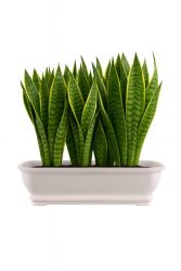 کاشت گیاه آپارتمانی در گلدان پلاستیکی باکس مستطیلی سیدوس Planting houseplants in a plastic pot, Sidoos rectangular box گلدان پلاستیکی Plastic pot, plastic vase مجموعه تولیدی سیدوس ,تولید کننده گلدان پلاستیکی سیدوس ,بیش از 120نوع, اعم از گلدان استوانه ای پلاستیکی سیدوس,گلدان الماسی پلاستیکی سیدوس,گلدان مربعی پلاستیکی,گلدان مثلثی پلاستیکی,گلدان گرد پلاستیکی ,باکس مستطیلی,در اندازه های کاکتوسی تا درختچه ای