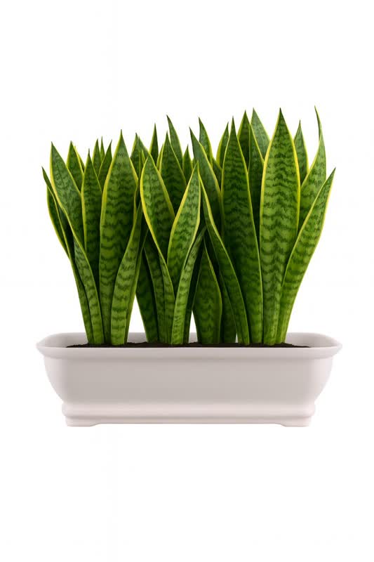 کاشت گیاه آپارتمانی در گلدان پلاستیکی باکس مستطیلی سیدوس Planting houseplants in a plastic pot, Sidoos rectangular box گلدان پلاستیکی Plastic pot, plastic vase مجموعه تولیدی سیدوس ,تولید کننده گلدان پلاستیکی سیدوس ,بیش از 120نوع, اعم از گلدان استوانه ای پلاستیکی سیدوس,گلدان الماسی پلاستیکی سیدوس,گلدان مربعی پلاستیکی,گلدان مثلثی پلاستیکی,گلدان گرد پلاستیکی ,باکس مستطیلی,در اندازه های کاکتوسی تا درختچه ای