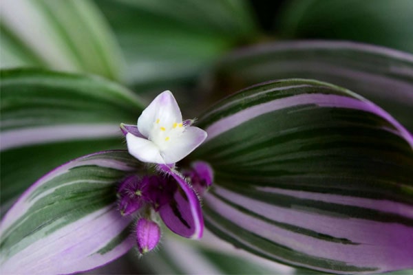 گل برگ بیدی (6اصل حیاتی)beedy leaf flower (6 vital principles)
مجموعه تولیدی سیدوس ,تولید کننده گلدان پلاستیکی سیدوس ,بیش از 120نوع, اعم از گلدان استوانه ای پلاستیکی سیدوس,گلدان الماسی پلاستیکی سیدوس,گلدان مربعی پلاستیکی,گلدان مثلثی پلاستیکی,گلدان گرد پلاستیکی ,باکس مستطیلی,در اندازه های کاکتوسی تا درختچه ای