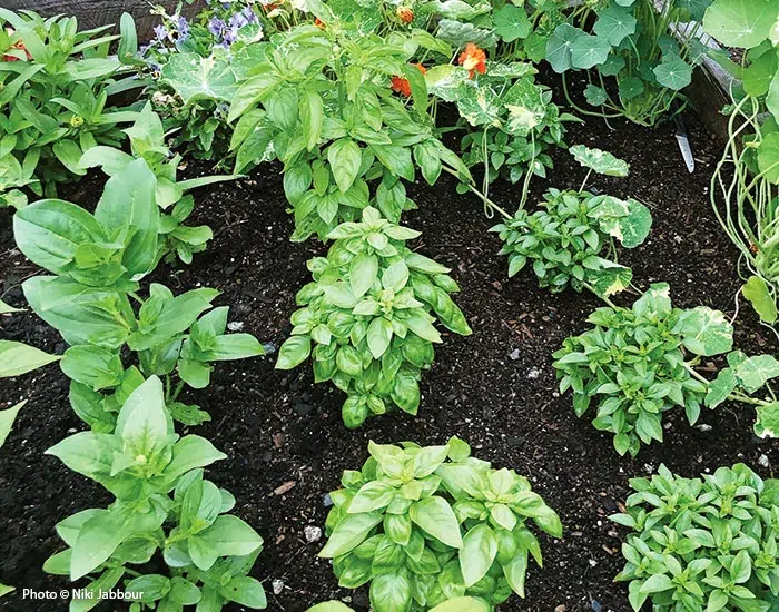 ریحان وکاشت این سبزی خوش عطر Basil and planting this fragrant herb مجموعه تولیدی سیدوس ,تولید کننده گلدان پلاستیکی سیدوس ,بیش از 120نوع, اعم از گلدان استوانه ای پلاستیکی سیدوس,گلدان الماسی پلاستیکی سیدوس,گلدان مربعی پلاستیکی,گلدان مثلثی پلاستیکی,گلدان گرد پلاستیکی ,باکس مستطیلی,در اندازه های کاکتوسی تا درختچه ای