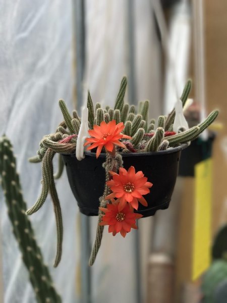 کاکتوس وگل های ظریفشCactus and its delicate flowers
مجموعه تولیدی سیدوس تولید کننده گلدان پلاستیکی سیدوس