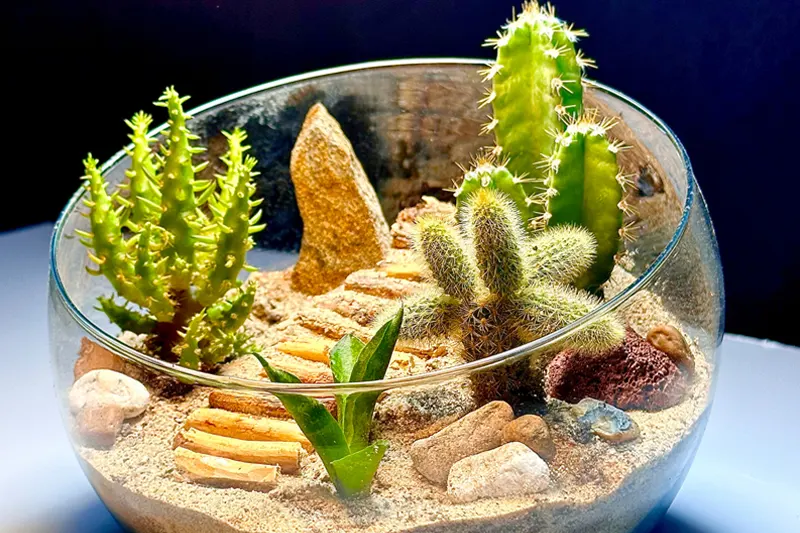 تراریوم ( Terrarium ) کلمه ای لاتین تشکیل شده از دو قسمت Terra به معنی خاک و زمین و Rium به معنی پسوند مکان است و می‌توان این عبارت را به نمایشگاه جانداران خشکی ترجمه کردگلدان پلاستیکی  Plastic pot,  plastic vase مجموعه تولیدی سیدوس ,تولید کننده گلدان پلاستیکی سیدوس ,بیش از 120نوع, اعم از گلدان استوانه ای پلاستیکی سیدوس,گلدان الماسی پلاستیکی سیدوس,گلدان مربعی پلاستیکی,گلدان مثلثی پلاستیکی,گلدان گرد پلاستیکی ,باکس مستطیلی,در اندازه های کاکتوسی تا درختچه ای

تدوین:مینو غفوری ساداتیه

آدرس اینستاگرام:gooldono.stand.sidoos@

تلفن:09308743868