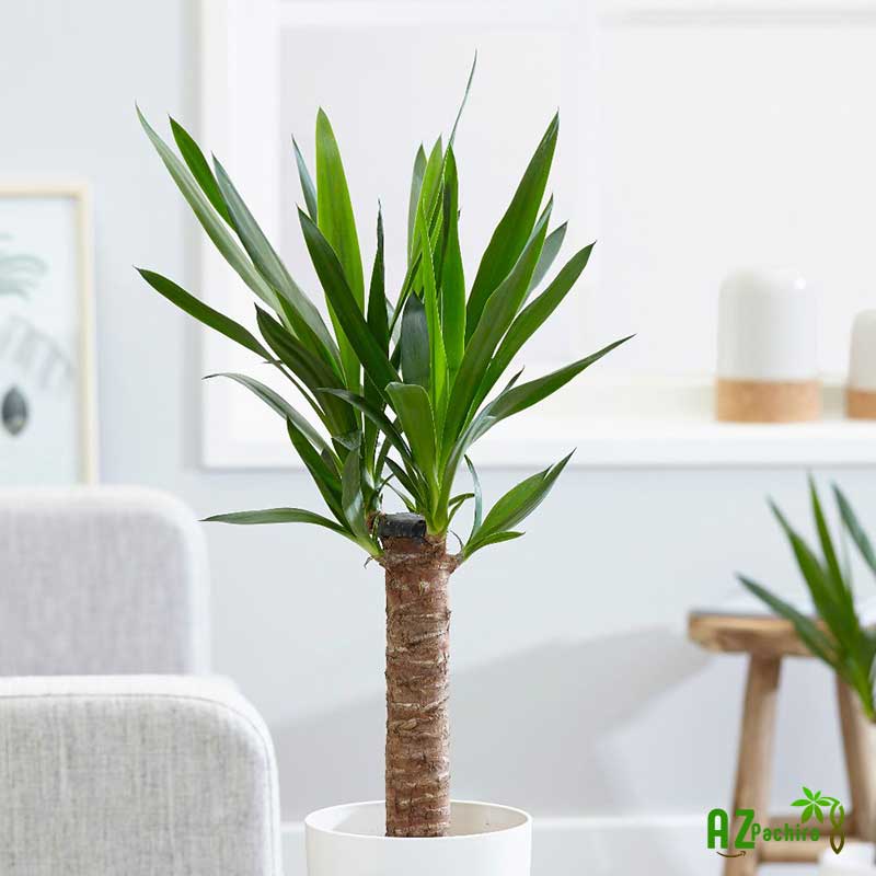 نخل آپارتمانی یوکا Yucca houseplant مجموعه تولیدی سیدوس ,تولید کننده گلدان پلاستیکی سیدوس ,بیش از 120نوع, اعم از گلدان استوانه ای پلاستیکی سیدوس,گلدان الماسی پلاستیکی سیدوس,گلدان مربعی پلاستیکی,گلدان مثلثی پلاستیکی,گلدان گرد پلاستیکی ,باکس مستطیلی,در اندازه های کاکتوسی تا درختچه ای