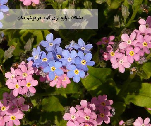 فراموشم مکن (نام علمی: Myosotis) مجموعه تولیدی سیدوس , تولید کننده گلدان پلاستیکی سیدوس