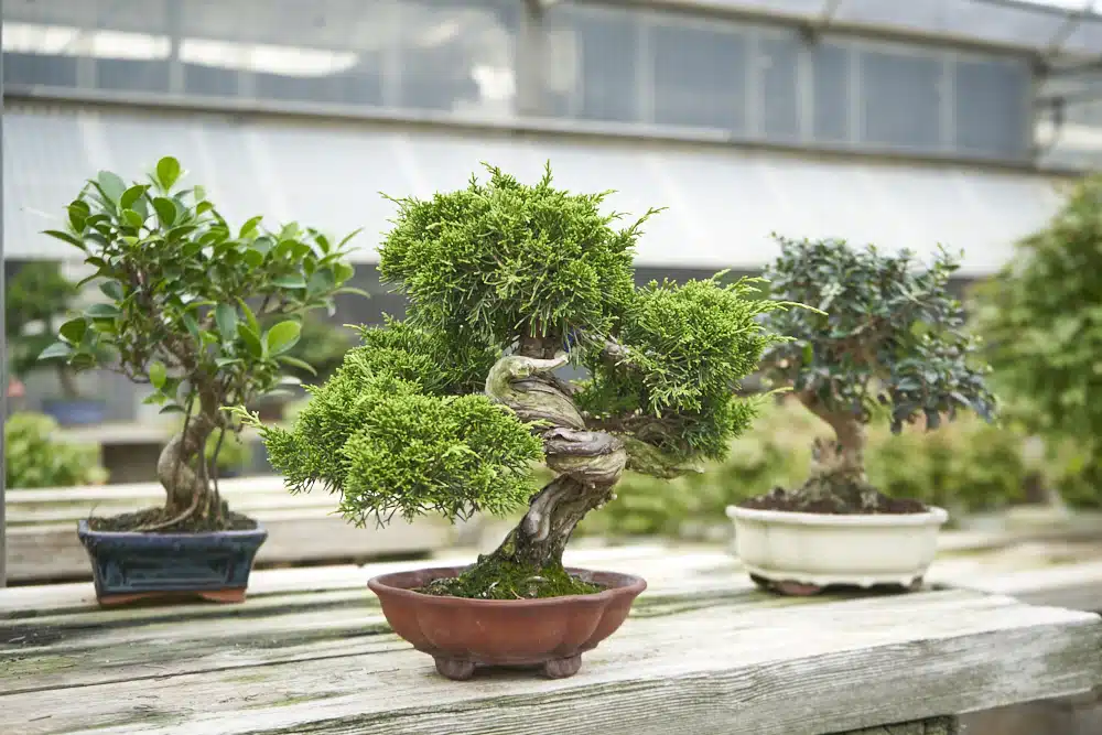 بونسای چیست؟تاریخچه بونسای وانواع آن What is bonsai? History of bonsai and its types مجموعه تولیدی سیدوس ,تولید کننده گلدان پلاستیکی سیدوس ,بیش از 120نوع, اعم از گلدان استوانه ای پلاستیکی سیدوس,گلدان الماسی پلاستیکی سیدوس,گلدان مربعی پلاستیکی,گلدان مثلثی پلاستیکی,گلدان گرد پلاستیکی ,باکس مستطیلی,در اندازه های کاکتوسی تا درختچه ای