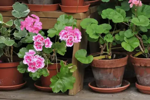 گیاهانی که باید در زمستان به داخل منزل منتقل گرددPlants that should be brought indoors in winter
مجموعه تولیدی سیدوس ,تولید کننده گلدان پلاستیکی سیدوس ,بیش از 120نوع, اعم از گلدان استوانه ای پلاستیکی سیدوس,گلدان الماسی پلاستیکی سیدوس,گلدان مربعی پلاستیکی,گلدان مثلثی پلاستیکی,گلدان گرد پلاستیکی ,باکس مستطیلی,در اندازه های کاکتوسی تا درختچه ای