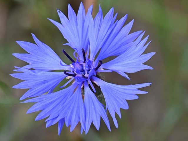 گل گندم (Centaurea cyanus)مجموعه تولیدی سیدوس ,تولید کننده گلدان پلاستیکی سیدوس