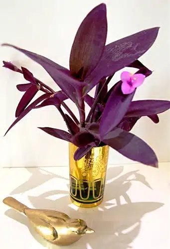 The bidi leaf flower (60 species) is beautiful in Sidoos plastic pot گل برگ بیدی (60گونه) در گلدان پلاستیکی سیدوس زیباست
