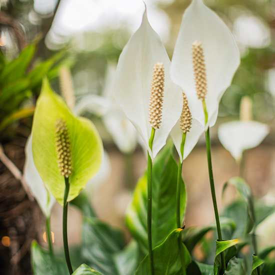 اسپاتی فیومنام علمی: Spathiphyllum
رده‌‌بندی بالاتر: گل‌شیپوریان
گلدان پلاستیکی  Plastic pot,  plastic vase مجموعه تولیدی سیدوس ,تولید کننده گلدان پلاستیکی سیدوس ,بیش از 120نوع, اعم از گلدان استوانه ای پلاستیکی سیدوس,گلدان الماسی پلاستیکی سیدوس,گلدان مربعی پلاستیکی,گلدان مثلثی پلاستیکی,گلدان گرد پلاستیکی ,باکس مستطیلی,در اندازه های کاکتوسی تا درختچه ای