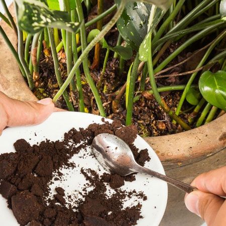 تفاله قهوه ومزایای آن برای گیاهان Coffee grounds and their benefits for plants گلدان پلاستیکی Plastic pot, plastic vase مجموعه تولیدی سیدوس ,تولید کننده گلدان پلاستیکی سیدوس ,بیش از 120نوع, اعم از گلدان استوانه ای پلاستیکی سیدوس,گلدان الماسی پلاستیکی سیدوس,گلدان مربعی پلاستیکی,گلدان مثلثی پلاستیکی,گلدان گرد پلاستیکی ,باکس مستطیلی,در اندازه های کاکتوسی تا درختچه ای