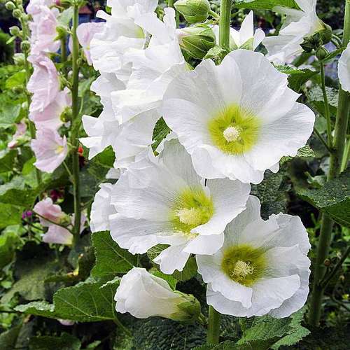 گل ختمی و20خاصیت آن Marshmallow flower and its 20 properties مجموعه تولیدی سیدوس , تولید کننده گلدان پلاستیکی سیدوس