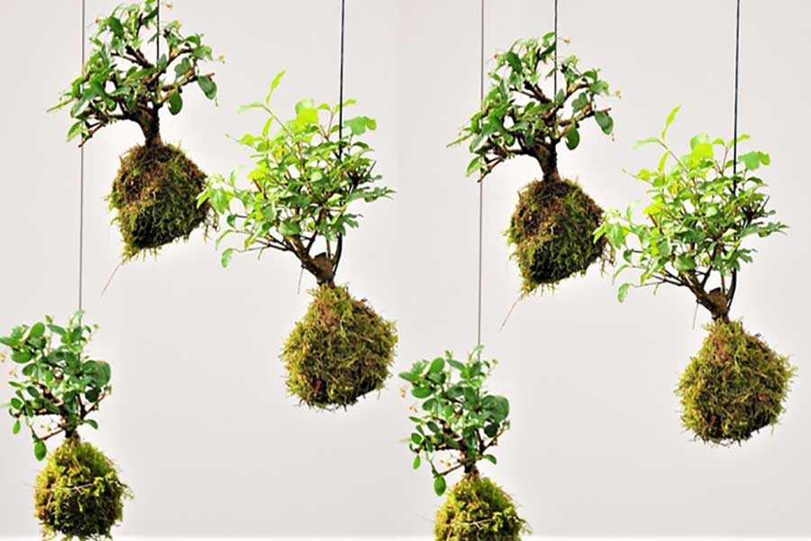 دکوراسیون با چیدمان گلدان گیاهان آپارتمانیDecoration with arrangement of potted houseplants
گلدان پلاستیکی  Plastic pot,  plastic vase مجموعه تولیدی سیدوس ,تولید کننده گلدان پلاستیکی سیدوس ,بیش از 120نوع, اعم از گلدان استوانه ای پلاستیکی سیدوس,گلدان الماسی پلاستیکی سیدوس,گلدان مربعی پلاستیکی,گلدان مثلثی پلاستیکی,گلدان گرد پلاستیکی ,باکس مستطیلی,در اندازه های کاکتوسی تا درختچه ای