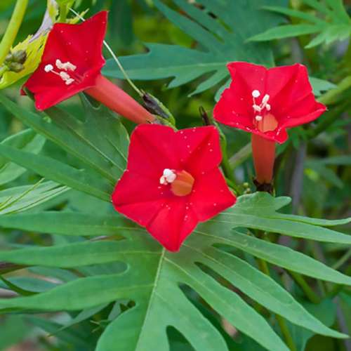 گل کاردینالنام علمی	Sinningia cardinalis
گل کاردینال از خانواده	Gesneriaceae
مجموعه تولیدی سیدوس تولید کننده گلدان پلاستیکی سیدوس