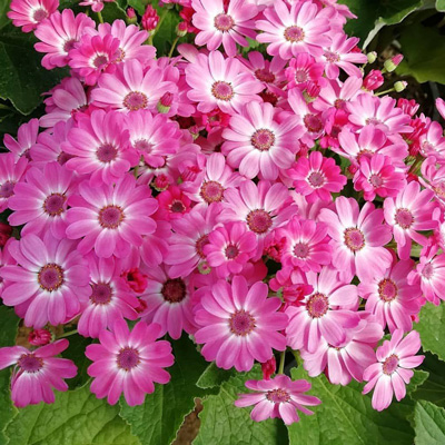 گل های بهاری مناسب نوروز Spring flowers suitable for Nowruz (10 flowers) مجموعه تولیدی سیدوس , تولید کننده گلدان پلاستیکی سیدوس