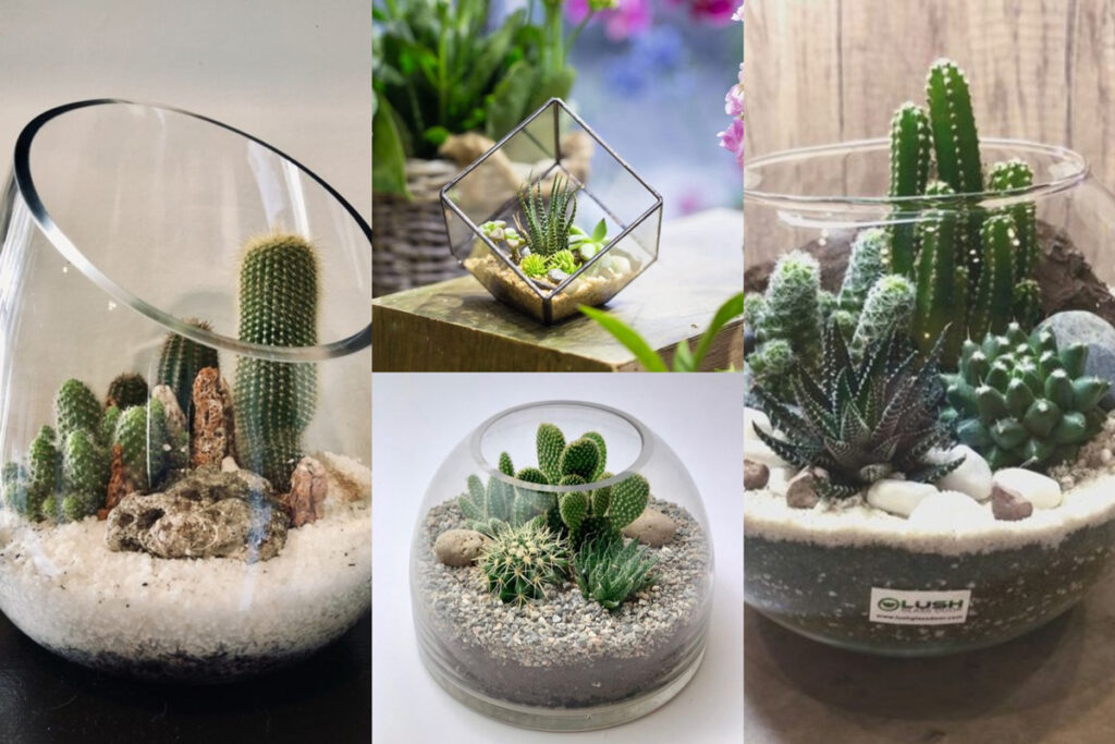 تراریوم (16ایده خلاقانه ) Terrarium (16 creative ideas) مجموعه تولیدی سیدوس ,تولید کننده گلدان پلاستیکی سیدوس ,بیش از 120نوع, اعم از گلدان استوانه ای پلاستیکی سیدوس,گلدان الماسی پلاستیکی سیدوس,گلدان مربعی پلاستیکی,گلدان مثلثی پلاستیکی,گلدان گرد پلاستیکی ,باکس مستطیلی,در اندازه های کاکتوسی تا درختچه ای