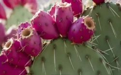 کاکتوس و میوه آن وموثرترین خواص آن برای سلامتی ولاغری Cactus and its fruit and its most effective properties for health and weight loss مجموعه تولیدی سیدوس ,تولید کننده گلدان پلاستیکی سیدوس