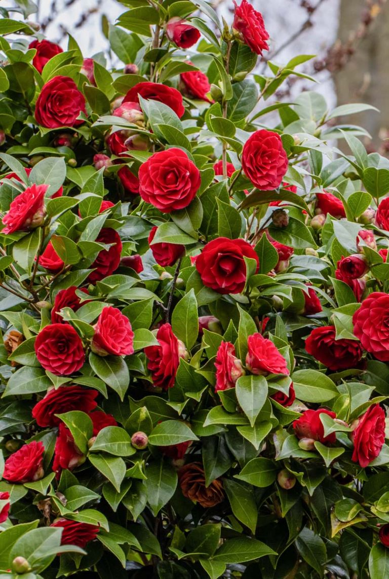 گل کاملیا Camellia flowerگلدان پلاستیکی Plastic pot, plastic vase مجموعه تولیدی سیدوس ,تولید کننده گلدان پلاستیکی سیدوس ,بیش از 120نوع, اعم از گلدان استوانه ای پلاستیکی سیدوس,گلدان الماسی پلاستیکی سیدوس,گلدان مربعی پلاستیکی,گلدان مثلثی پلاستیکی,گلدان گرد پلاستیکی ,باکس مستطیلی,در اندازه های کاکتوسی تا درختچه ای